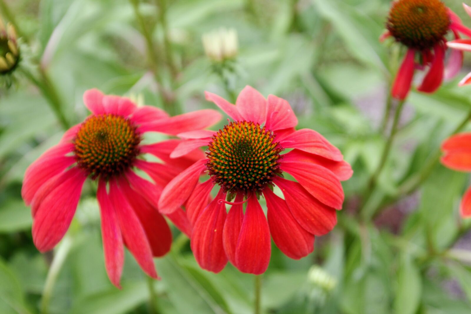 Canon EOS 60D sample photo. Flower, garden, blossom photography