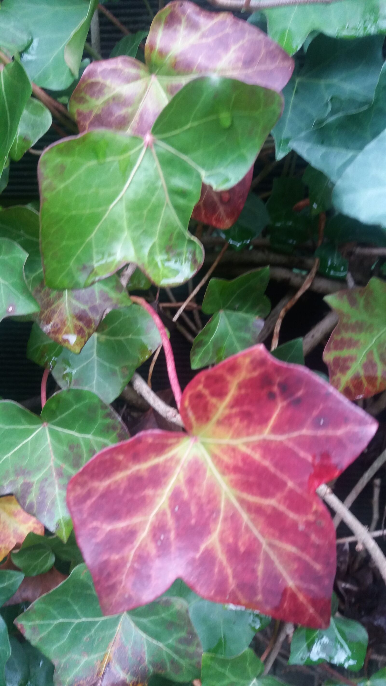 Samsung Galaxy J5 sample photo. Ivy, leaves, nature photography