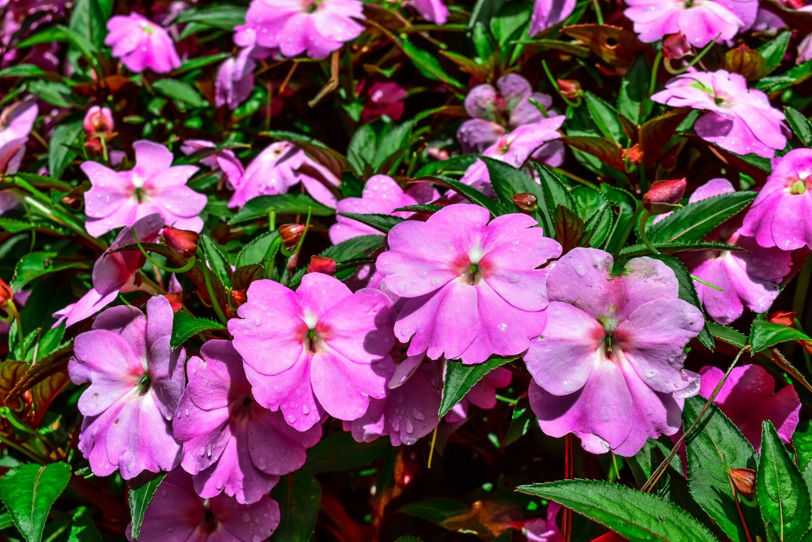Nikon D5500 sample photo. Purple flowers, garden flower photography