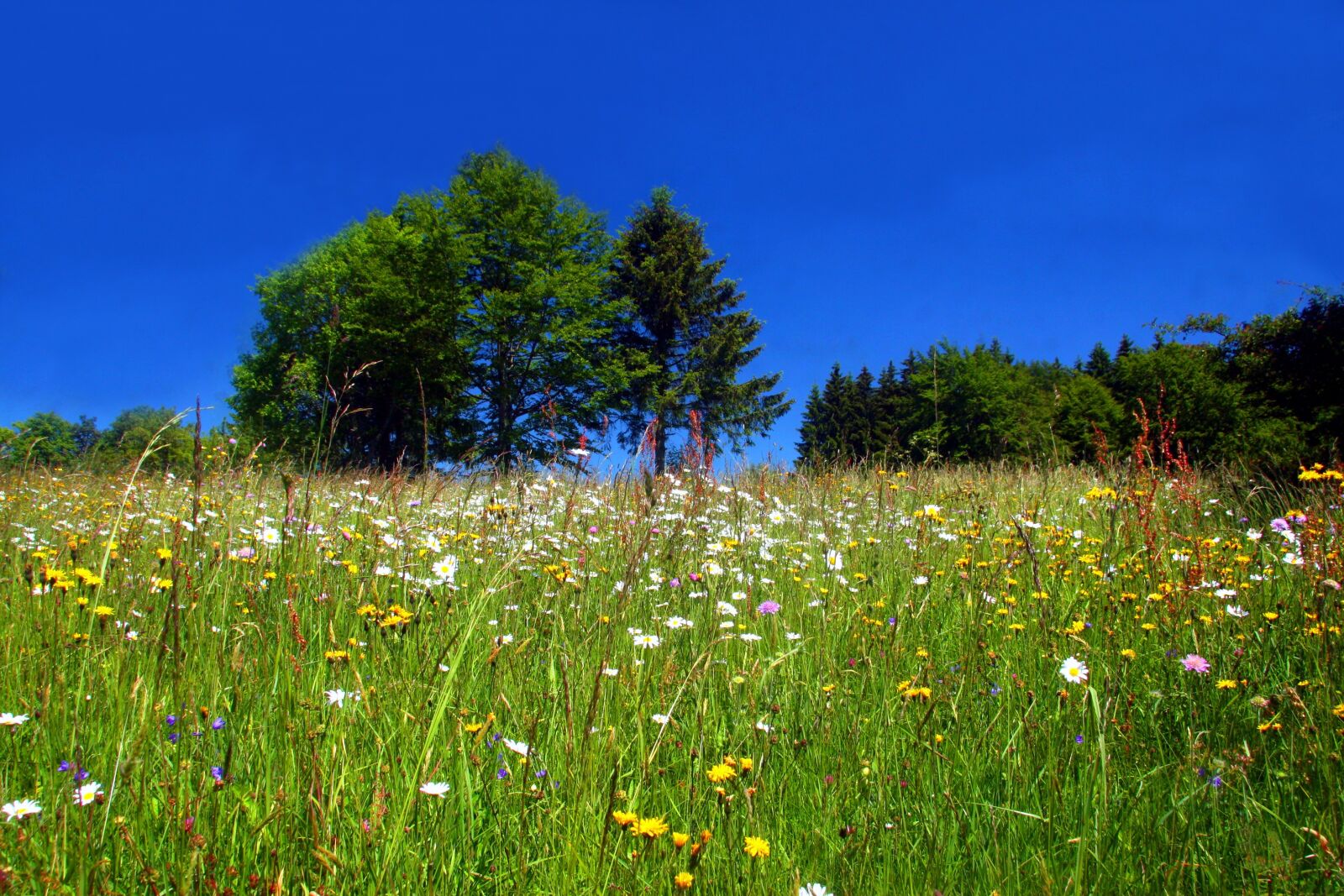 Canon EOS 30D sample photo. Spring meadow, flower meadow photography
