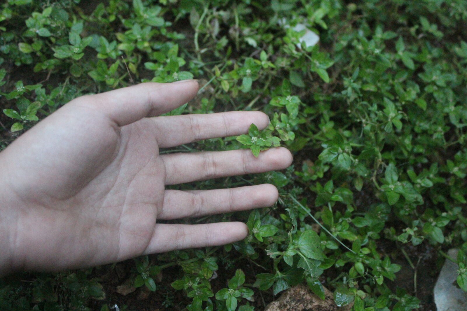 Canon EOS 1200D (EOS Rebel T5 / EOS Kiss X70 / EOS Hi) sample photo. Female, hand, green, leaf photography