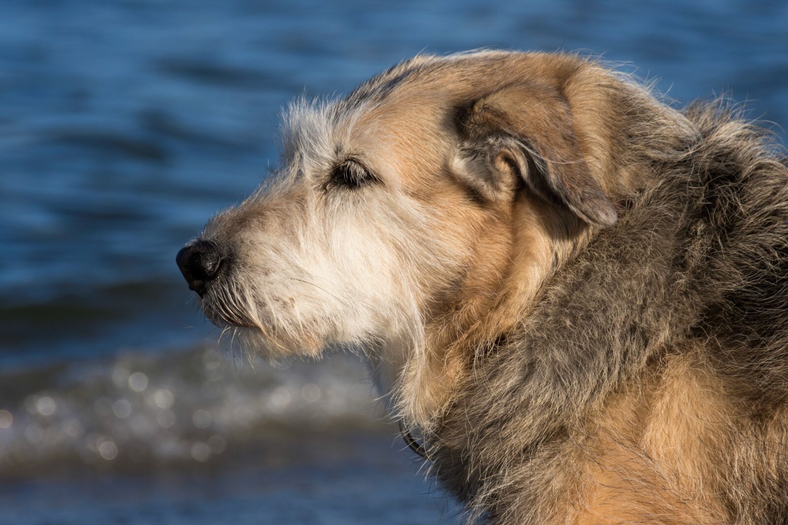 Nikon D7200 sample photo. Dog, mixed breed dog photography