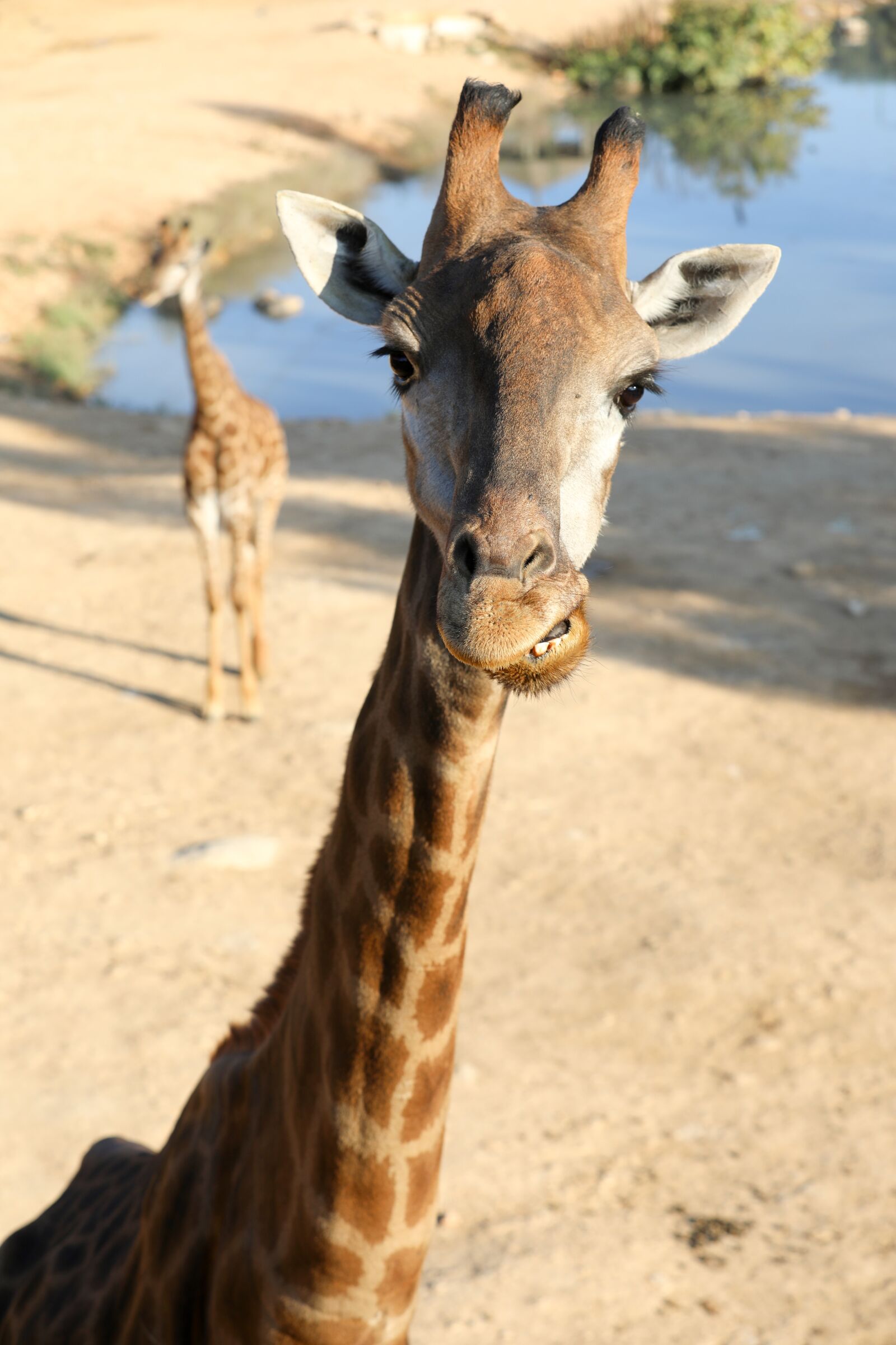 Canon EF 70-200mm F2.8L IS II USM sample photo. Giraffe, wildlife, nature photography