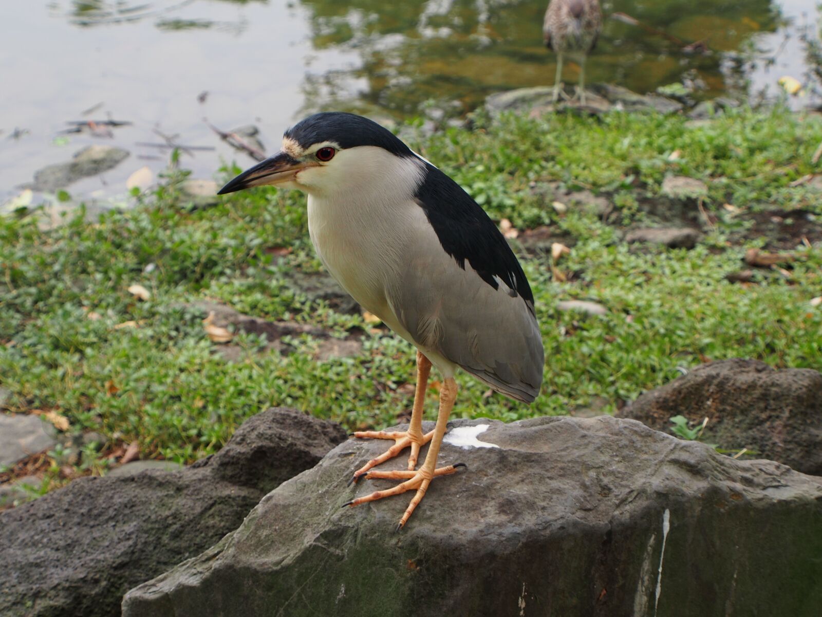 OLYMPUS M.12-50mm F3.5-6.3 sample photo. Night heron, bird, animal photography