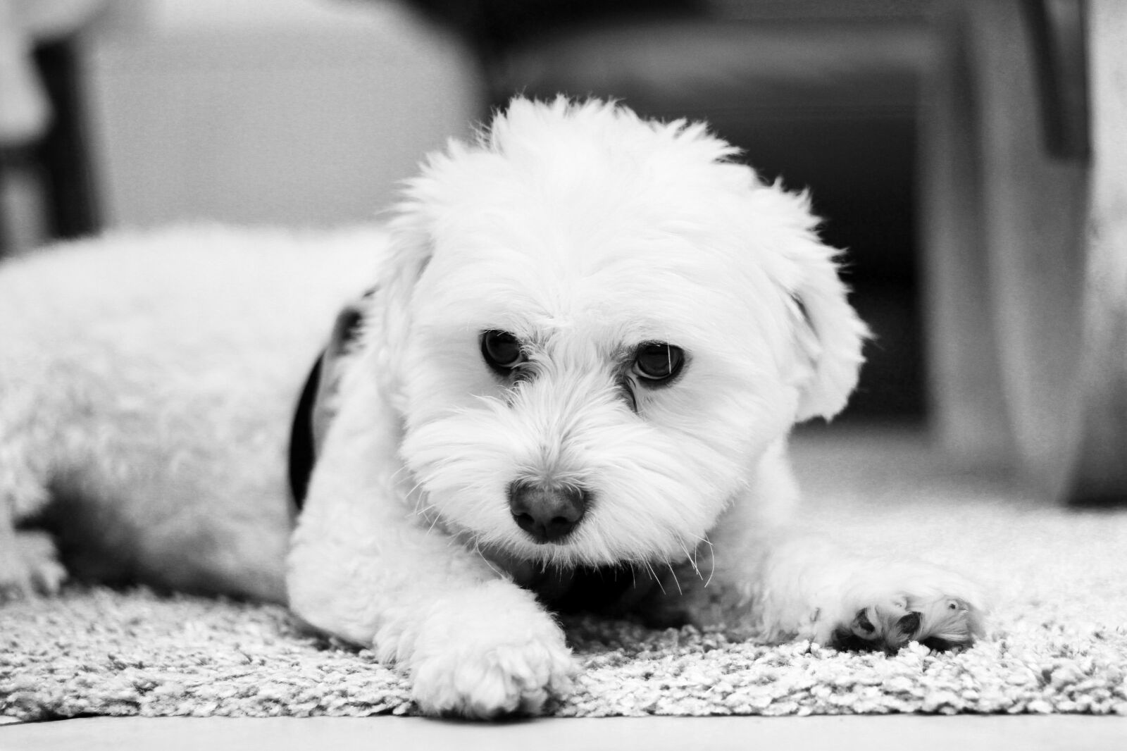 Canon EOS 1200D (EOS Rebel T5 / EOS Kiss X70 / EOS Hi) + Canon EF 50mm F1.8 STM sample photo. Cute, animal, dog photography