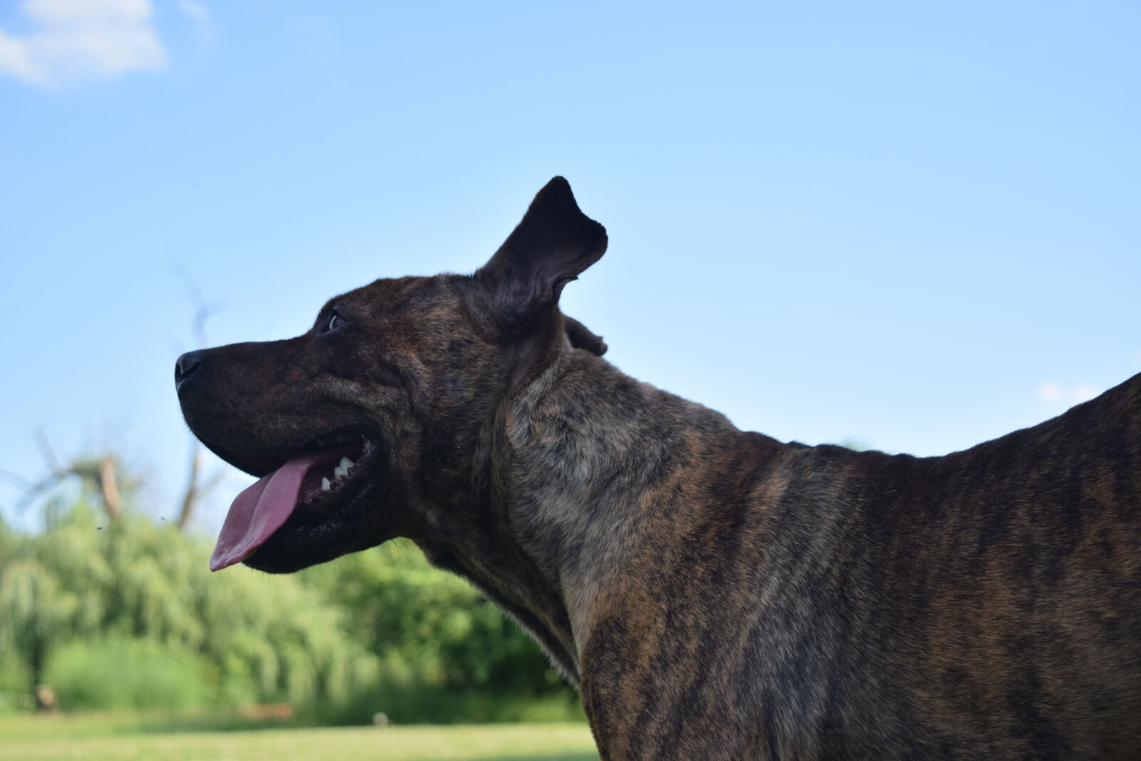 Nikon D3300 sample photo