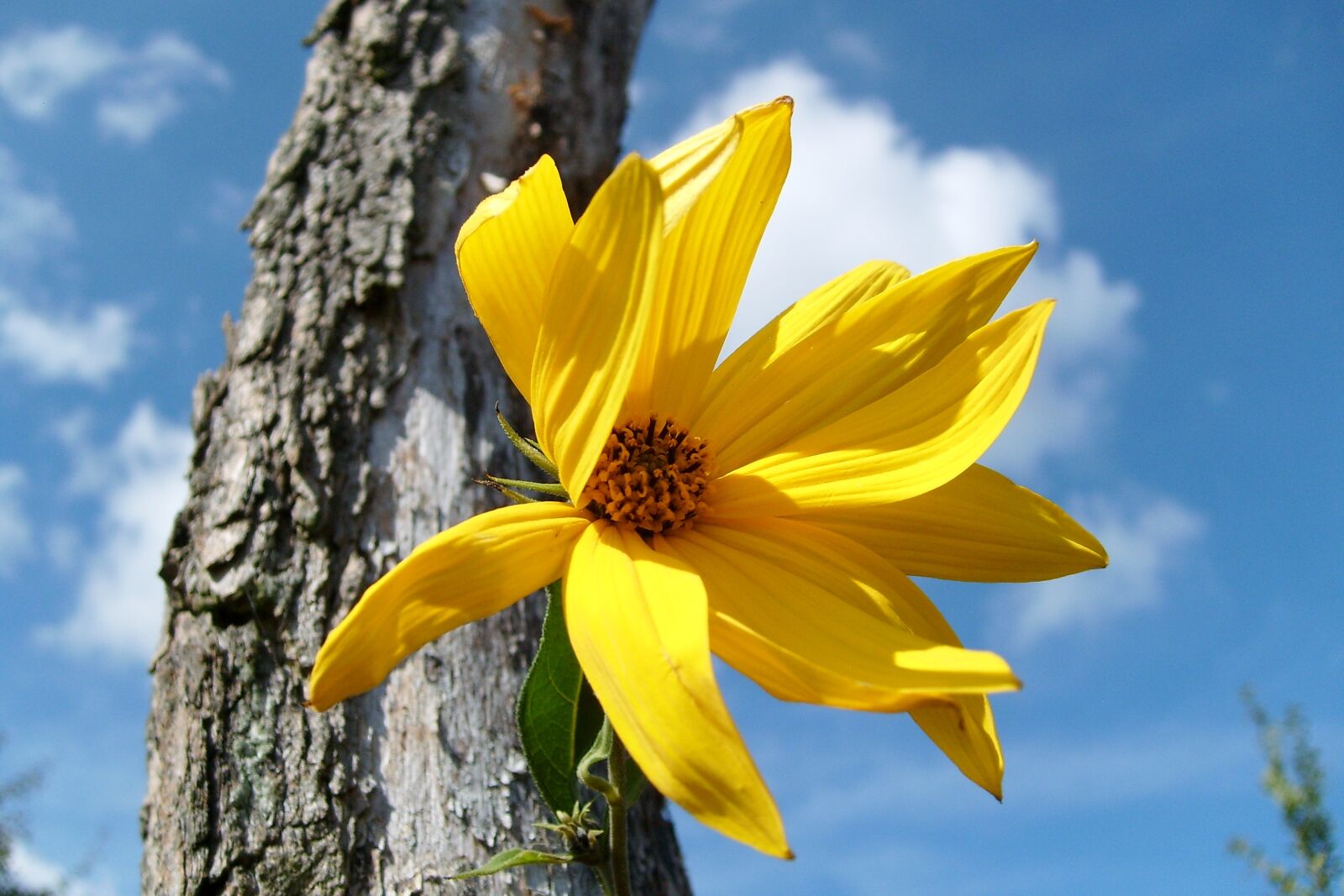 Samsung KENOX S730  / Samsung S730 sample photo. Flower, nature, sky photography