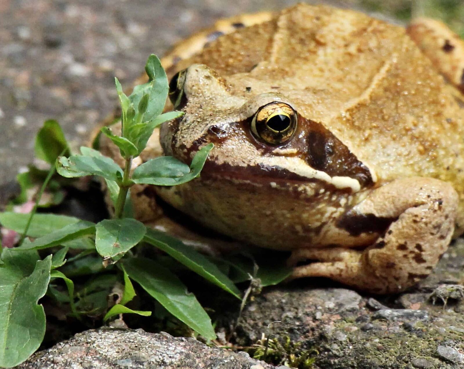 Canon EOS 550D (EOS Rebel T2i / EOS Kiss X4) sample photo. Amphibian, wildlife, brown frog photography