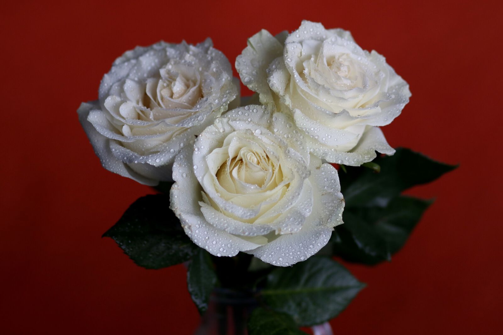 Canon EF 85mm F1.8 USM sample photo. Rose, white, flower photography