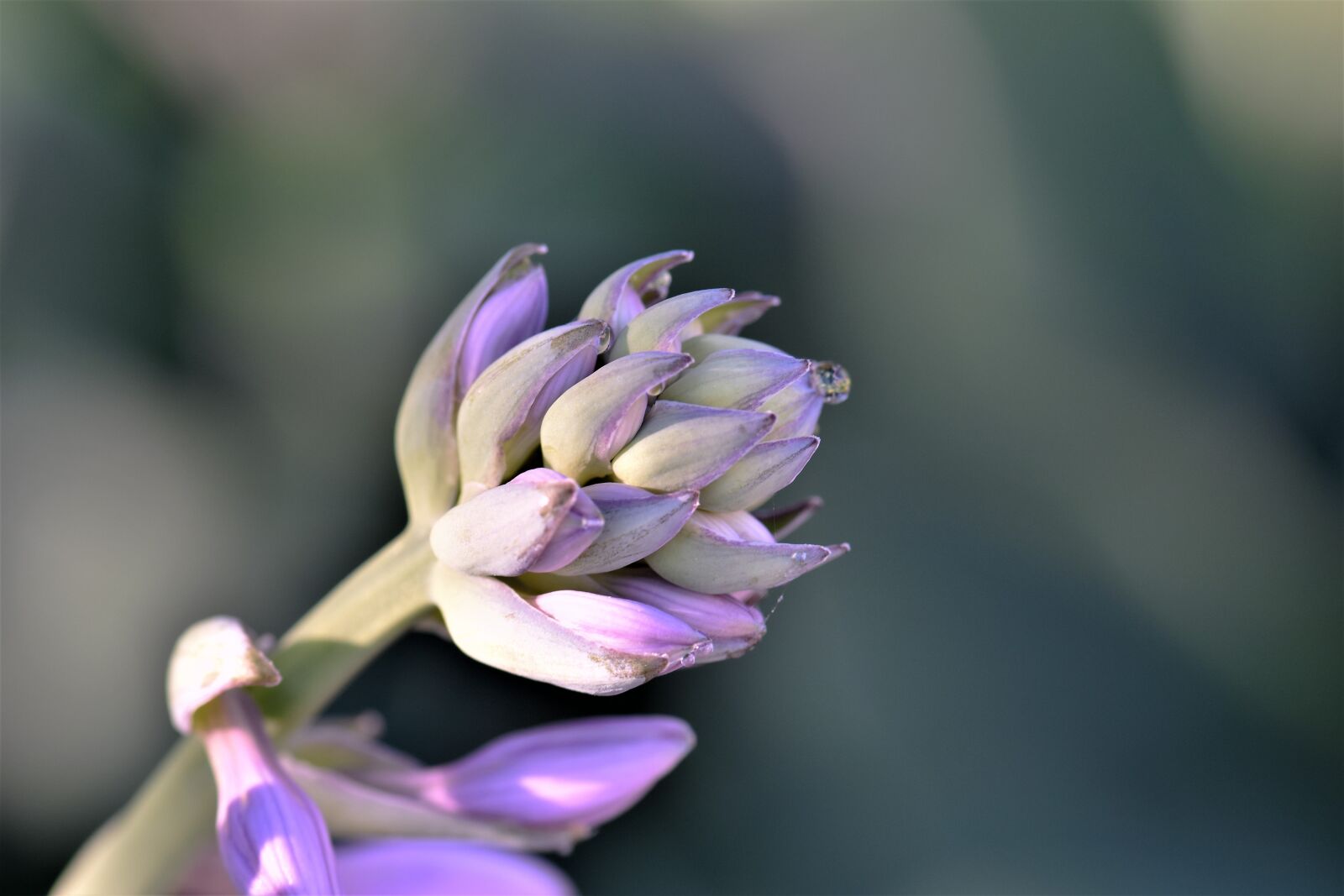 Nikon D5500 sample photo. Hostas, flower, plant photography