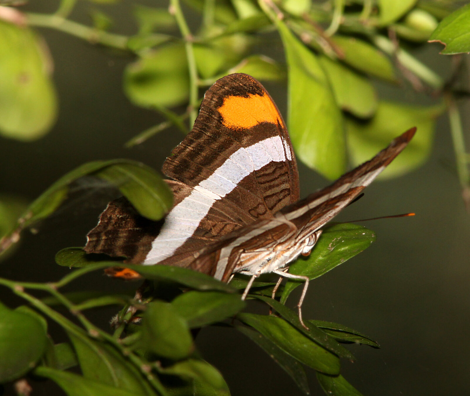 Canon EF 300mm F4L IS USM sample photo