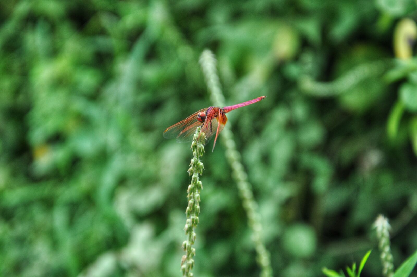 Nikon D90 sample photo. Insect, nature, c photography