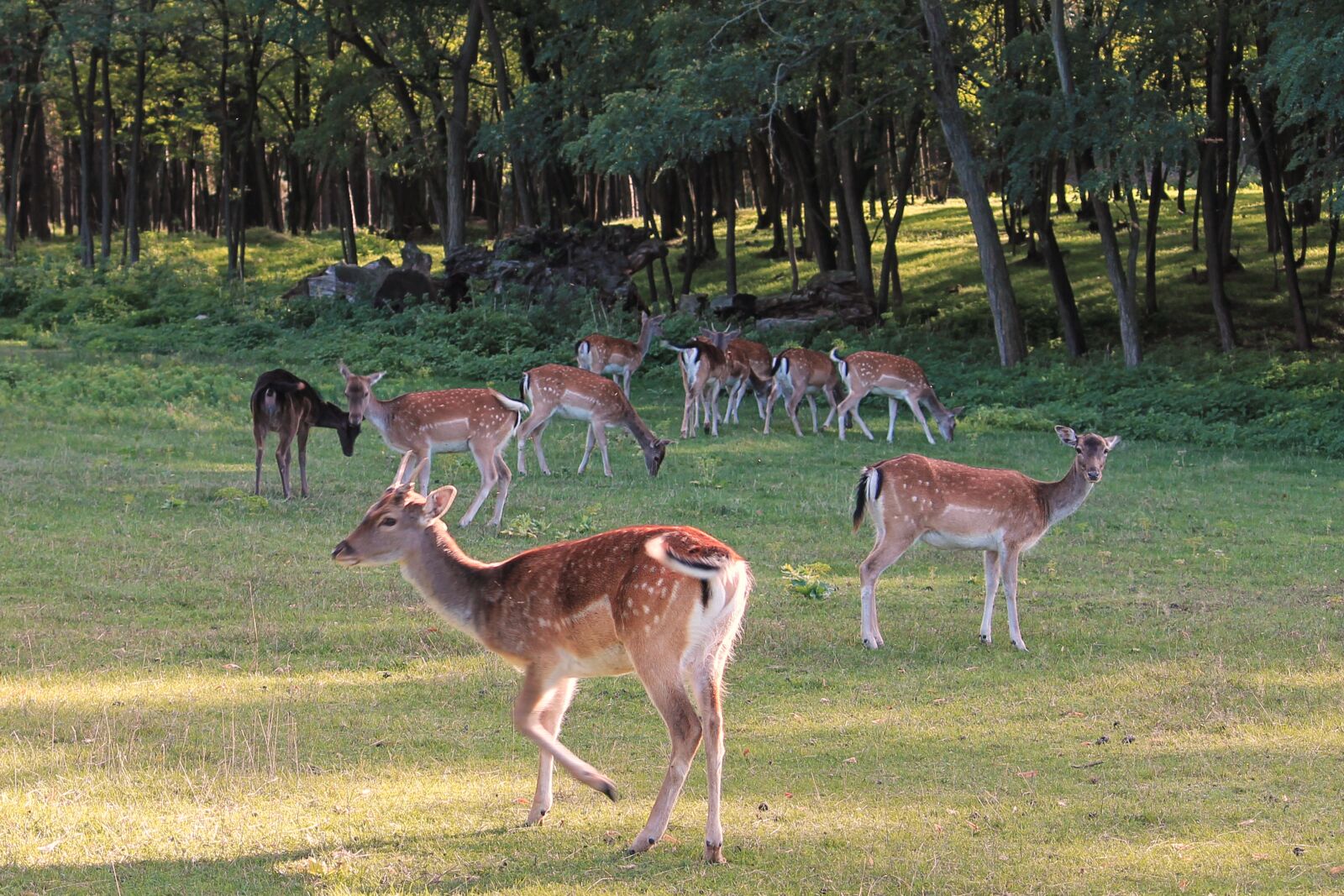 Canon EF-S 55-250mm F4-5.6 IS II sample photo. Deer, forest, glade photography