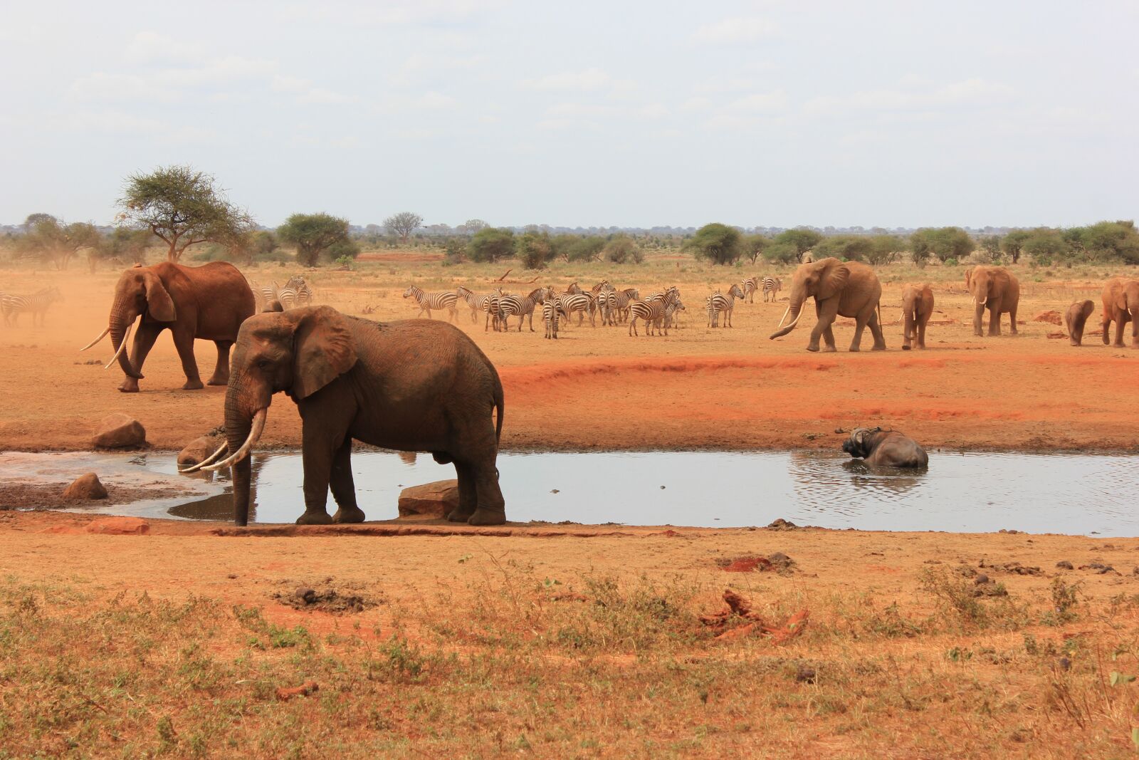 Canon EF-S 18-55mm F3.5-5.6 IS sample photo. Elephant, flock, water hole photography