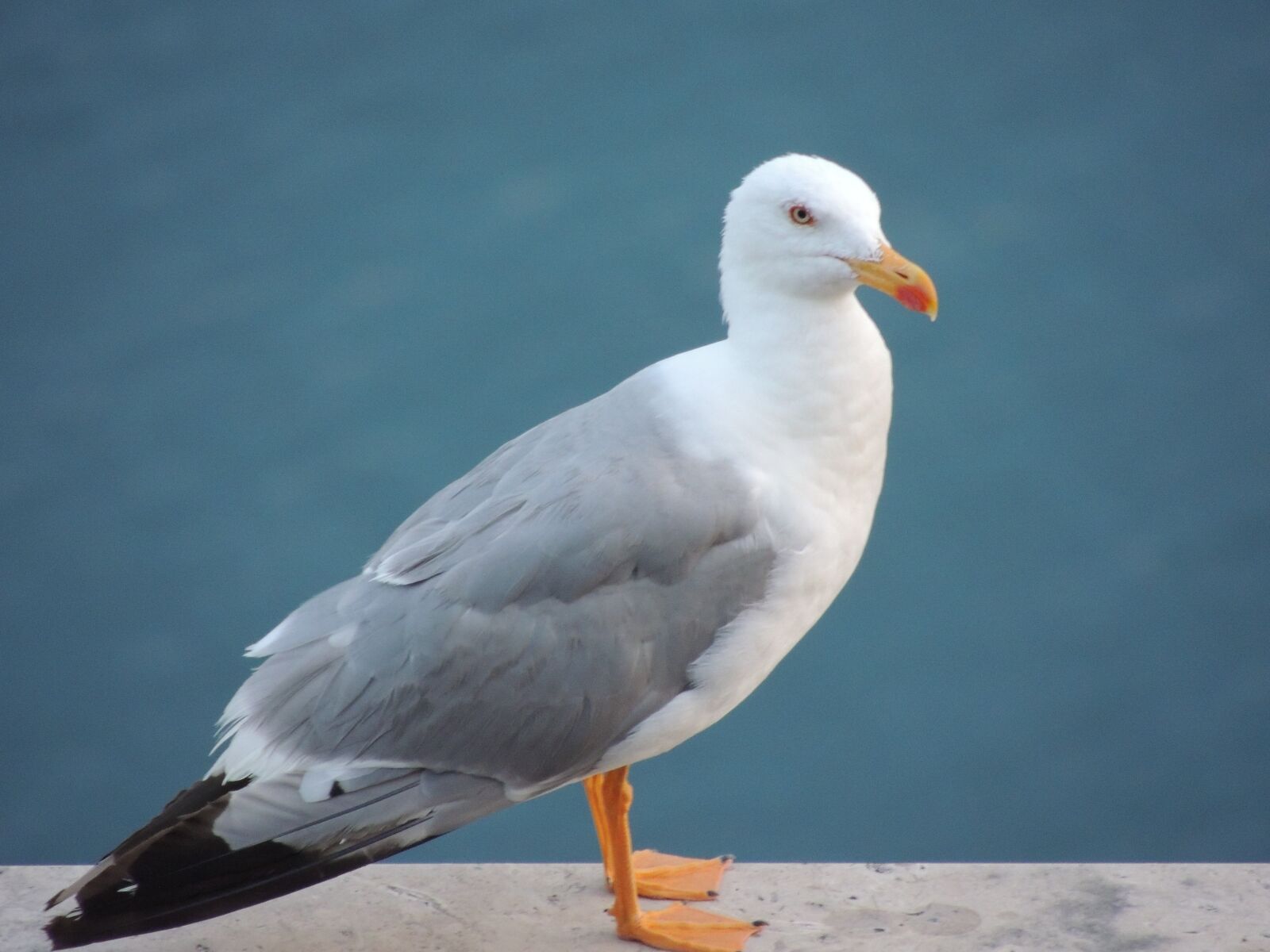 Nikon Coolpix P510 sample photo. Seagull, trieste, italy photography