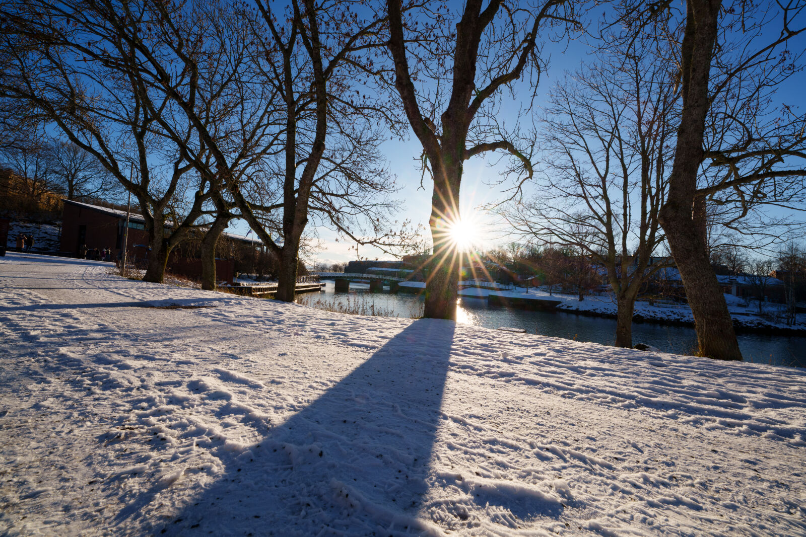 Sigma 14mm F1.4 DG DN sample photo. Sunstar tree photography