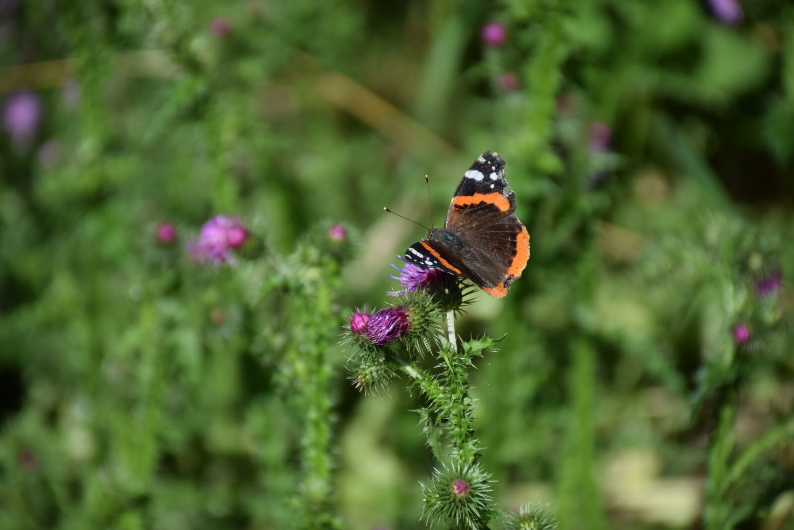 Nikon D5300 sample photo. Butterfly, bug, animal photography