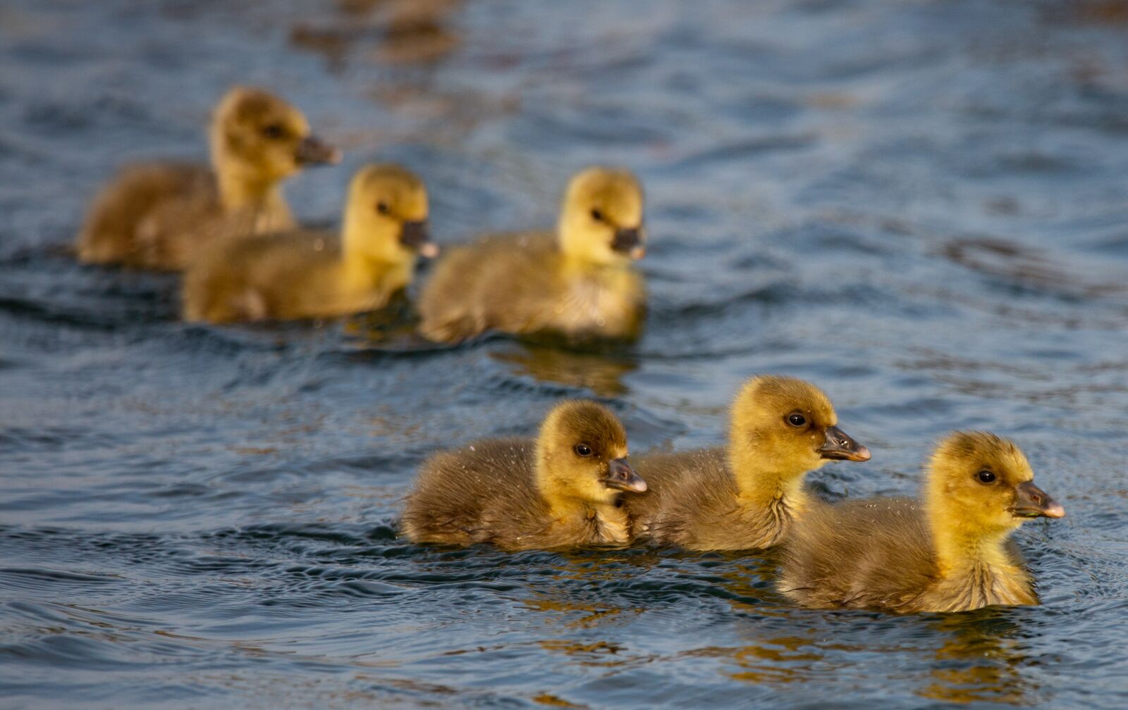 150-600mm F5-6.3 DG OS HSM | Contemporary 015 sample photo. Greylag goslings, geese, goslings photography