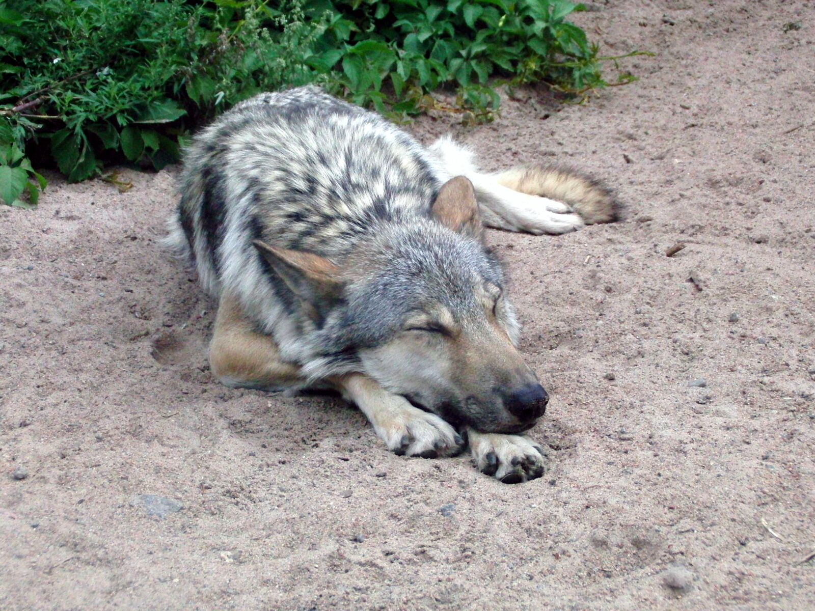 CASIO EX-FC100 sample photo. Wolf, gray wolf, canis photography