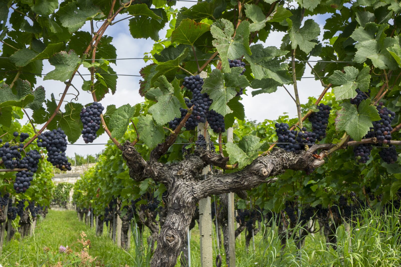 24-200mm F2.8 sample photo. Grapes, vine, fruit photography