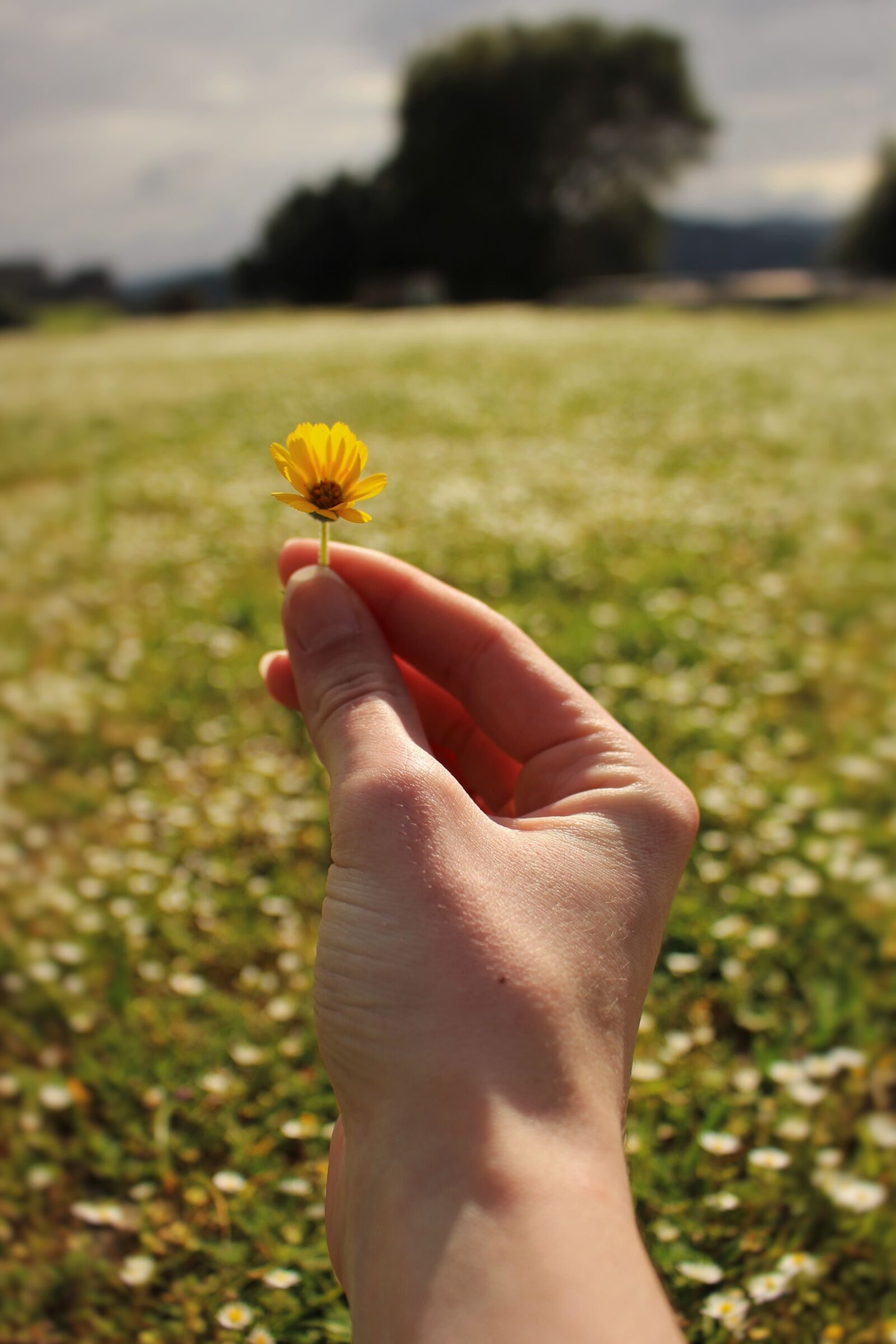 Canon EOS 100D (EOS Rebel SL1 / EOS Kiss X7) sample photo. Flowers, meadow, daisies photography