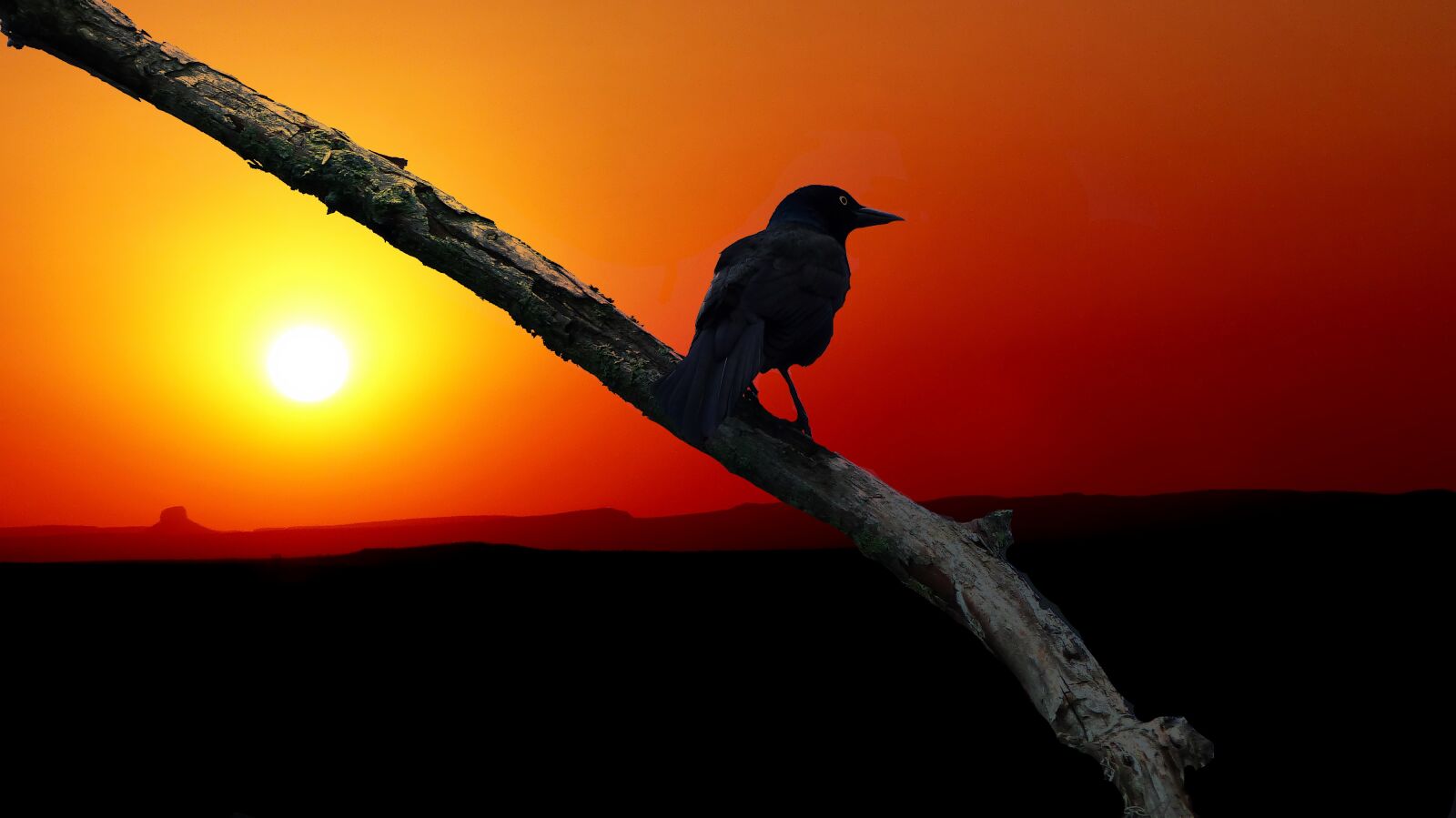 Panasonic Lumix DMC-FZ200 sample photo. Sunset, bird, nature photography