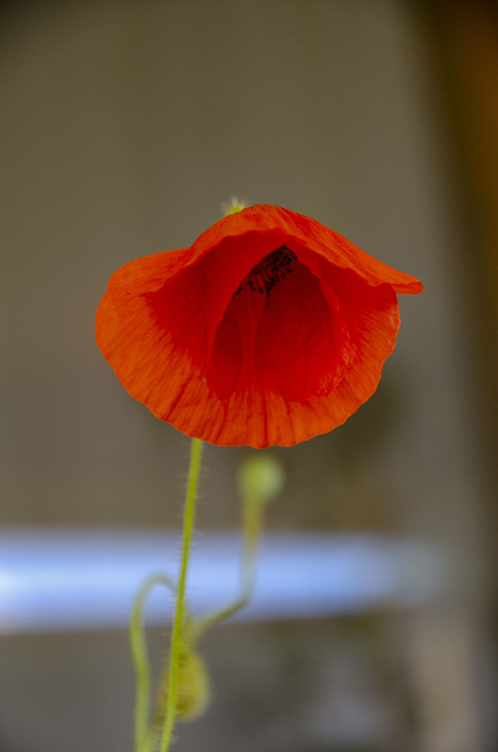 Nikon D7000 sample photo. Corn poppy, flower, red photography