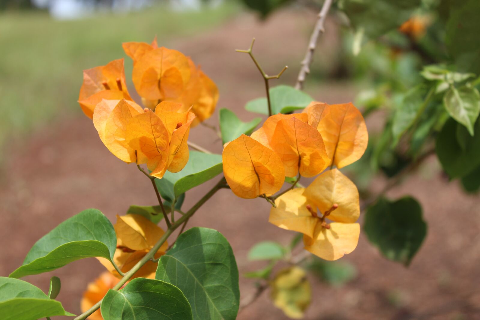 Canon EOS 1300D (EOS Rebel T6 / EOS Kiss X80) sample photo. Yellow, flowers, nature photography