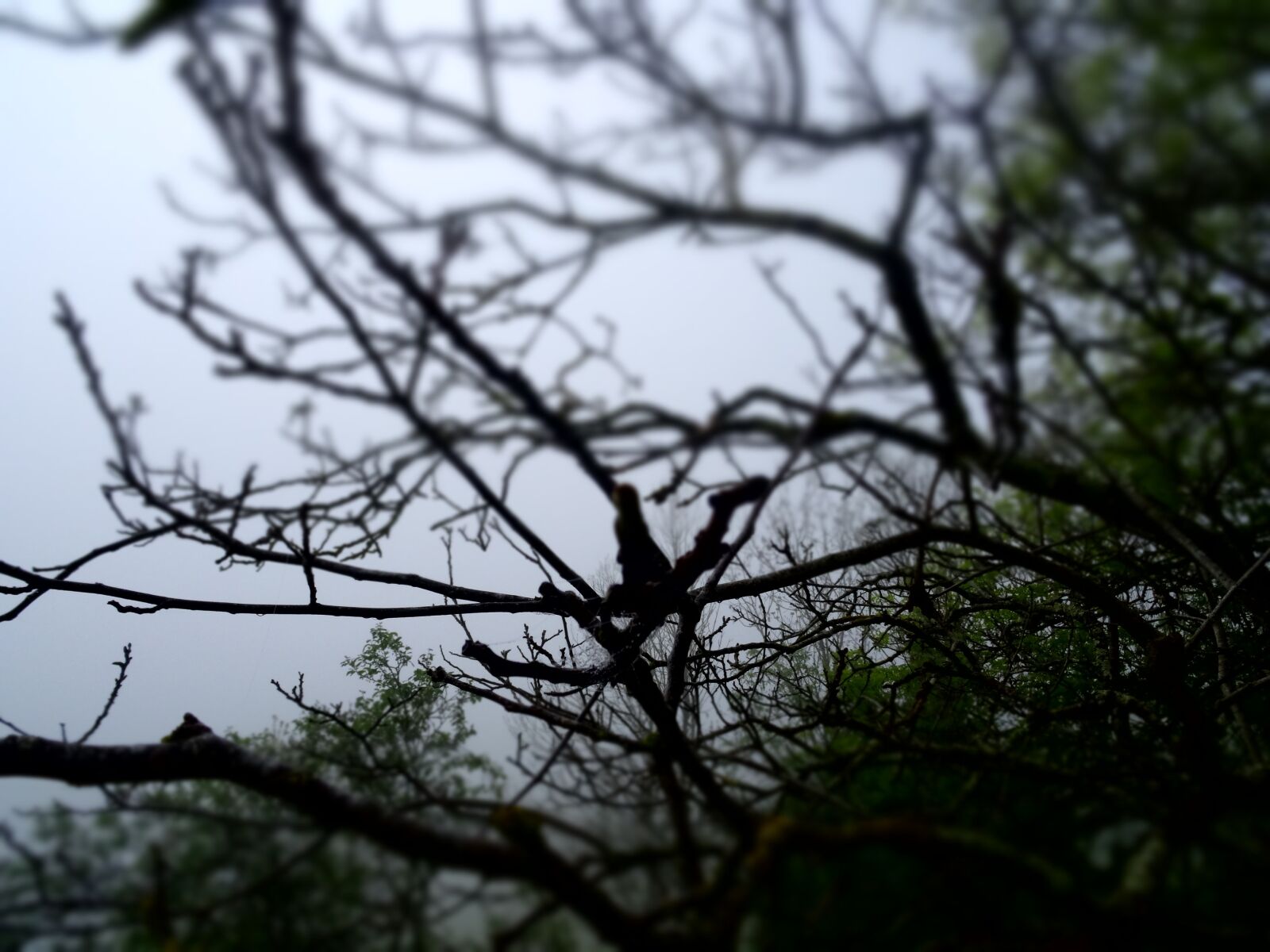 Sony Cyber-shot DSC-HX50V sample photo. Tree, fog, forest photography