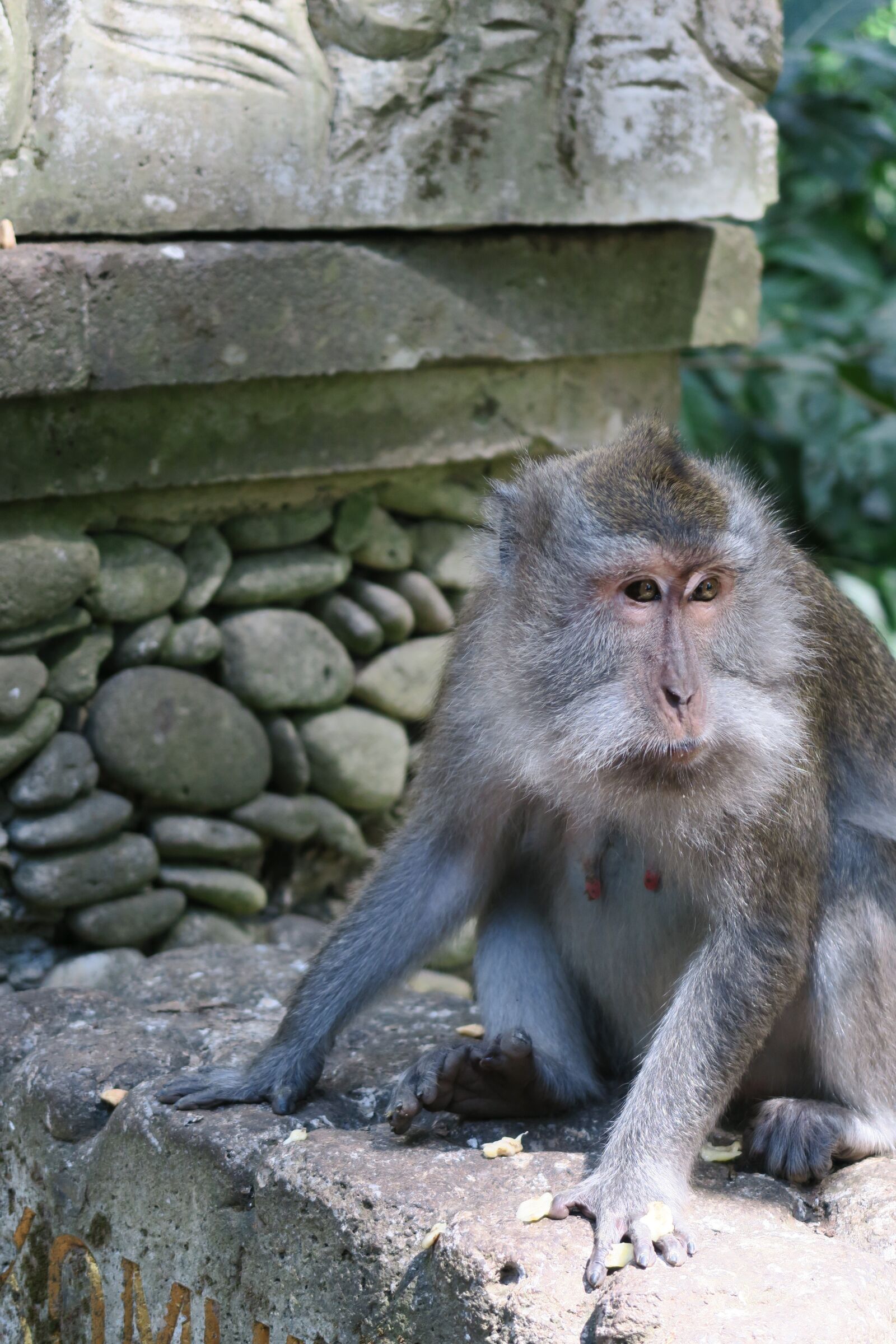 Canon PowerShot G7 X sample photo. Monkey, nature, animal photography