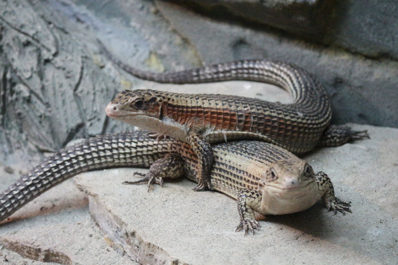 Canon EOS 700D (EOS Rebel T5i / EOS Kiss X7i) sample photo. Sudan plated lizards, reptile photography