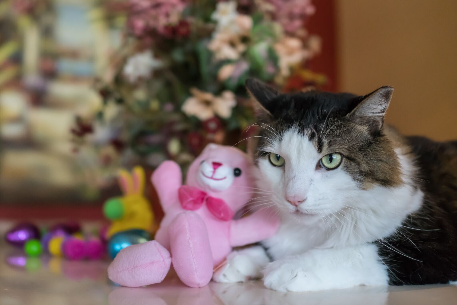 Sony Cyber-shot DSC-RX1R II sample photo. Maine coon, cat, cute photography