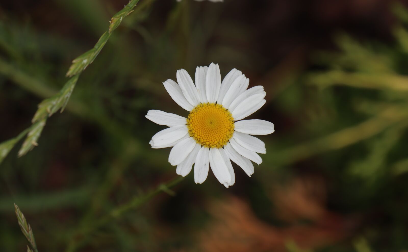 Canon EOS M6 sample photo. Summer, garden, grass photography