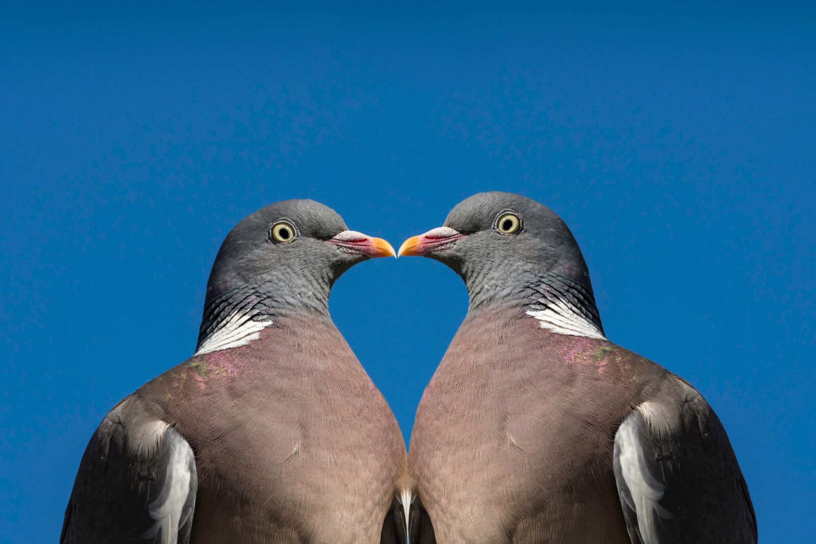 Nikon D7200 sample photo. Dove, bird, heart photography