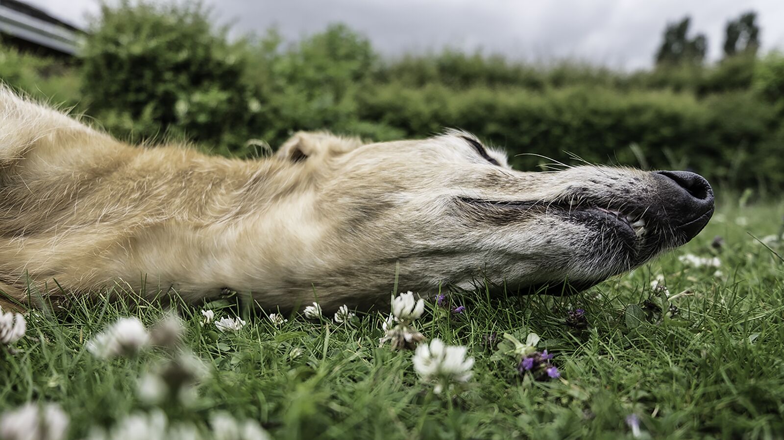 Fujifilm XC 16-50mm F3.5-5.6 OIS II sample photo. Dog, meadow, garden photography
