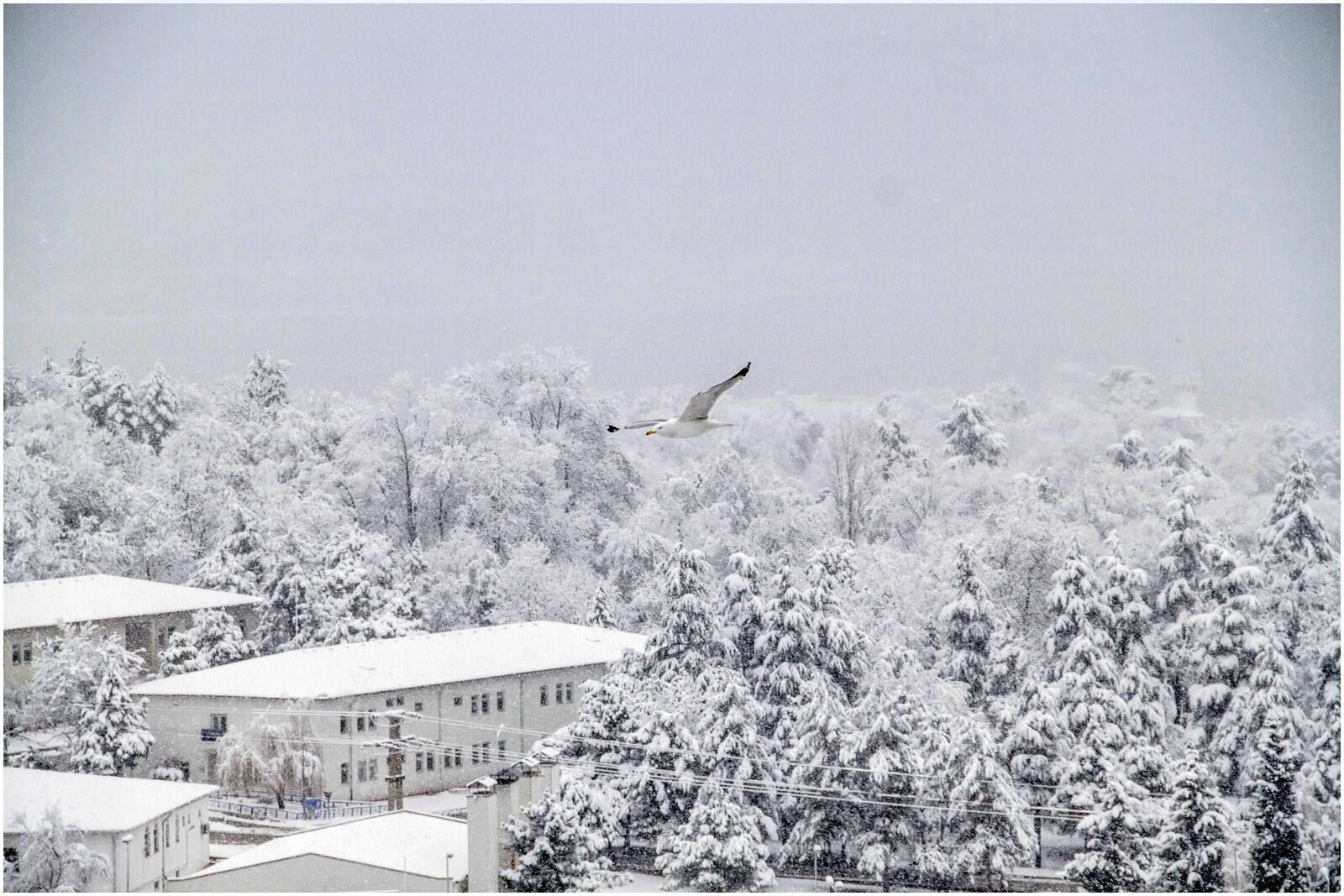 Canon EOS 500D (EOS Rebel T1i / EOS Kiss X3) sample photo. Snow, winter, bird photography