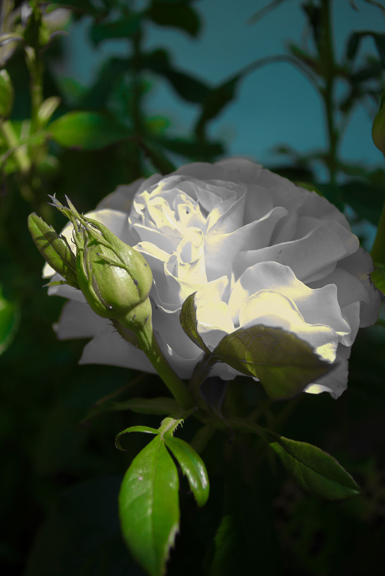 Pentax *ist DS sample photo