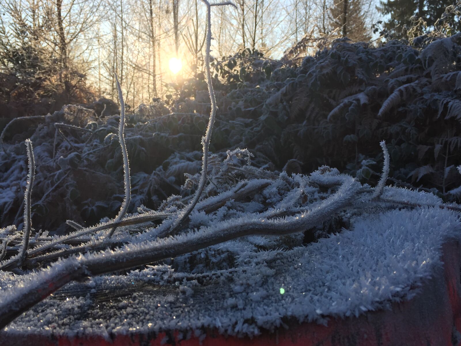 Apple iPhone 6 sample photo. Nature, forest, sunrise photography