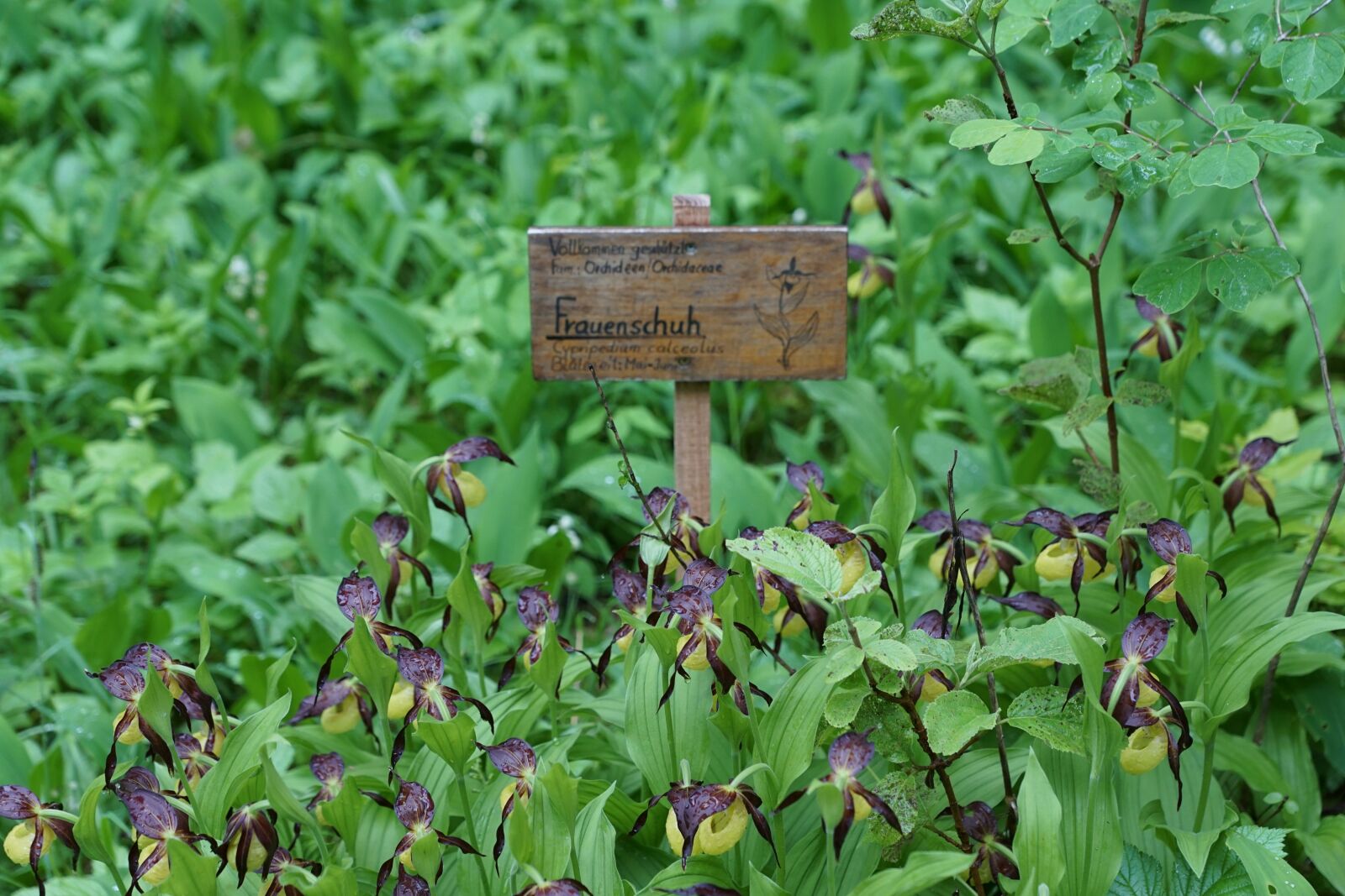 Sony DT 16-50mm F2.8 SSM sample photo. Frauenschuh, orchid, shield photography