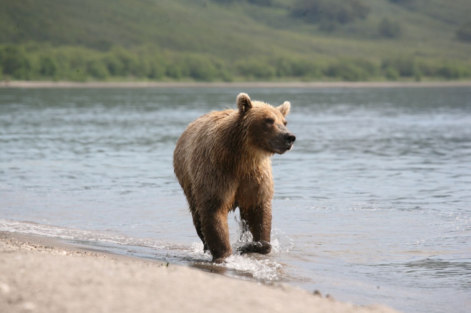 Canon EOS 5D sample photo. Brown bear, predator, wild photography