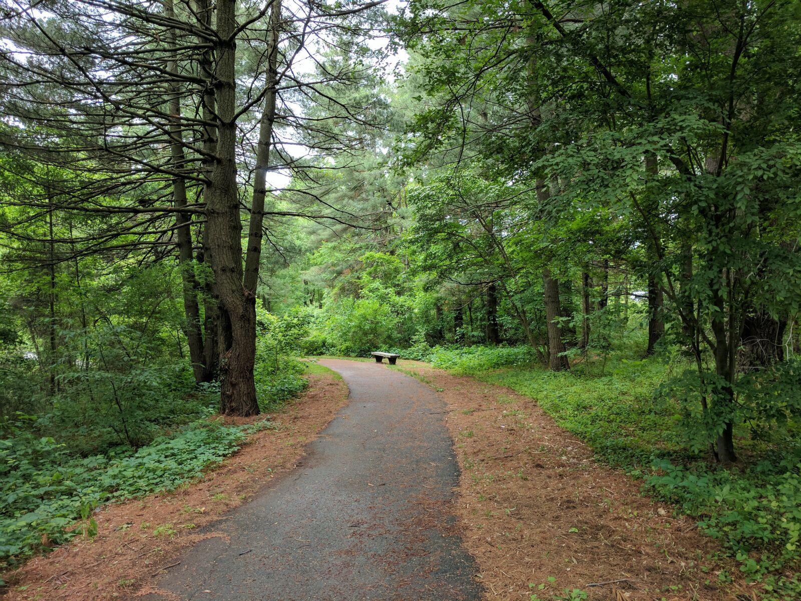 Google Pixel sample photo. Nature, trail, outdoors photography