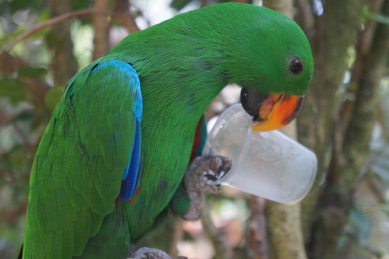 Sony Alpha a3000 + Sony E 18-55mm F3.5-5.6 OSS sample photo. Parrot, blue, green photography
