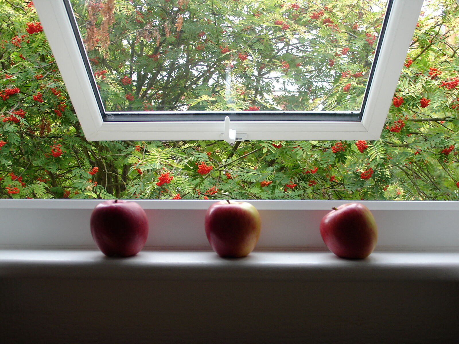 Sony DSC-V3 sample photo. Apple, apples, fruit, fruits photography