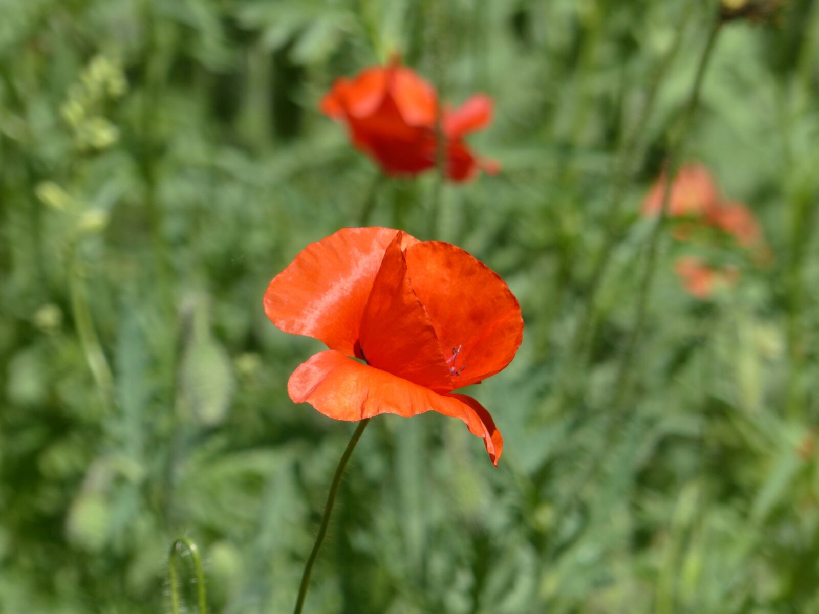 Panasonic Lumix DMC-FZ200 sample photo. Mack, flower, red poppy photography