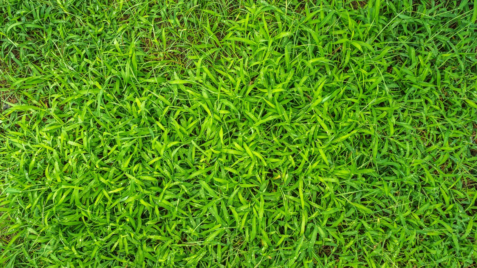 Sony Alpha NEX-5N sample photo. Plants, grass, nature photography
