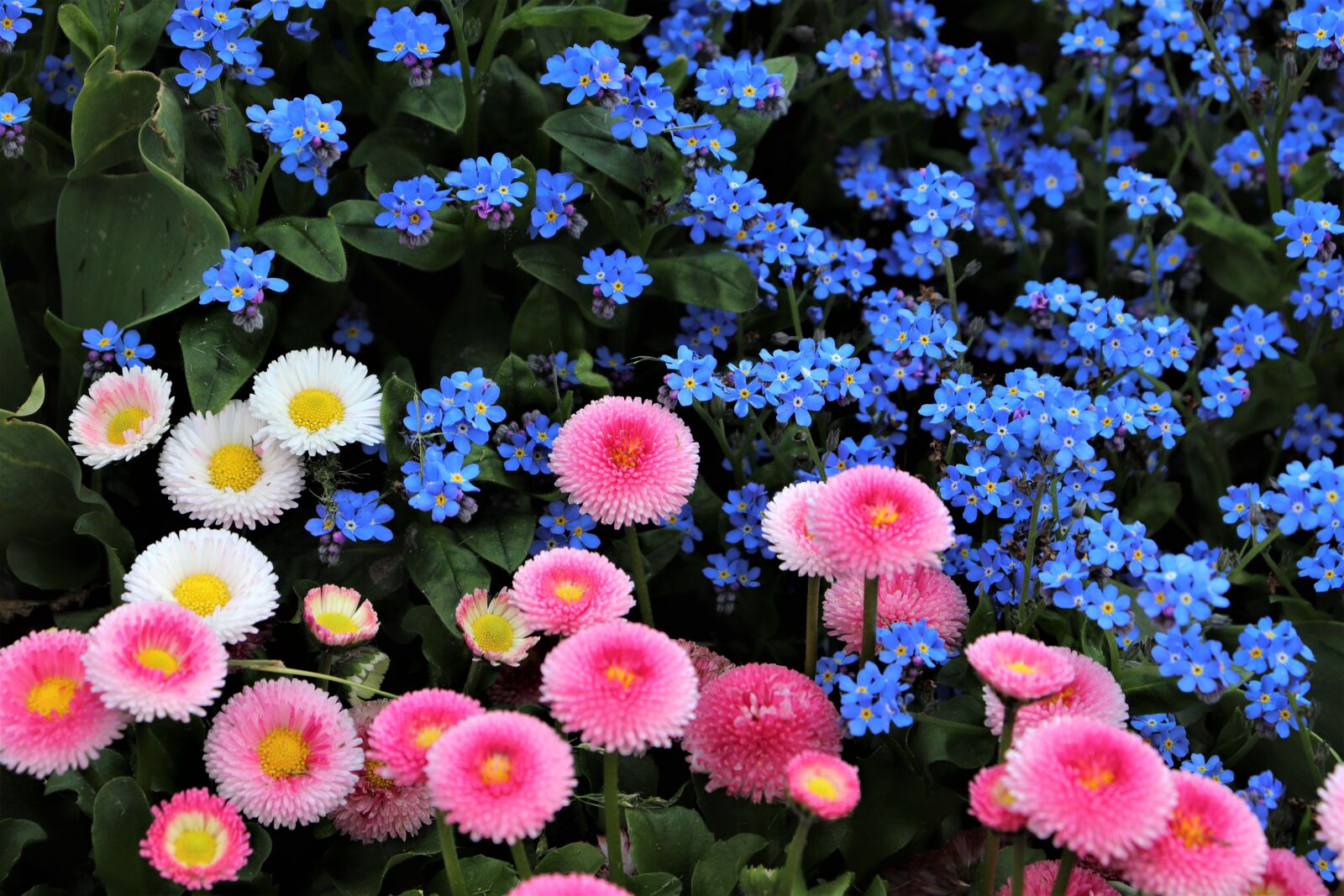 Canon EOS 200D (EOS Rebel SL2 / EOS Kiss X9) sample photo. Spring, pink and white photography