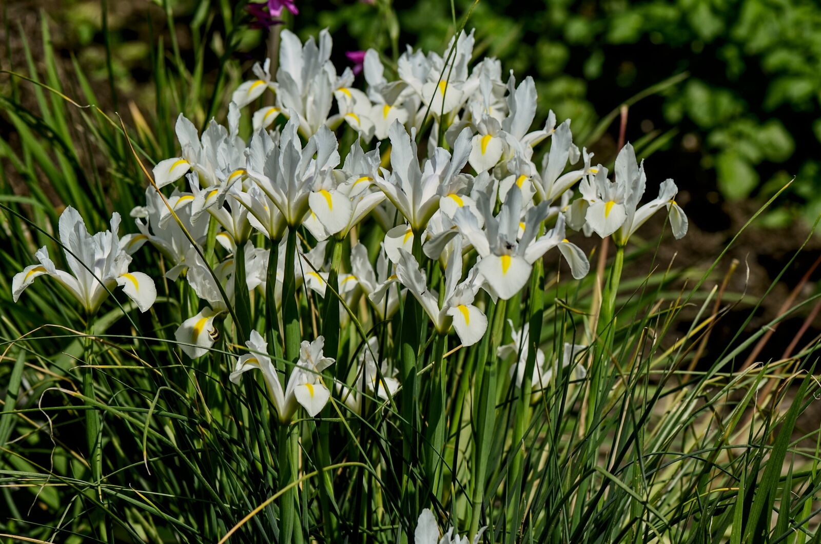 Nikon D7000 sample photo. Iris, white, spring photography
