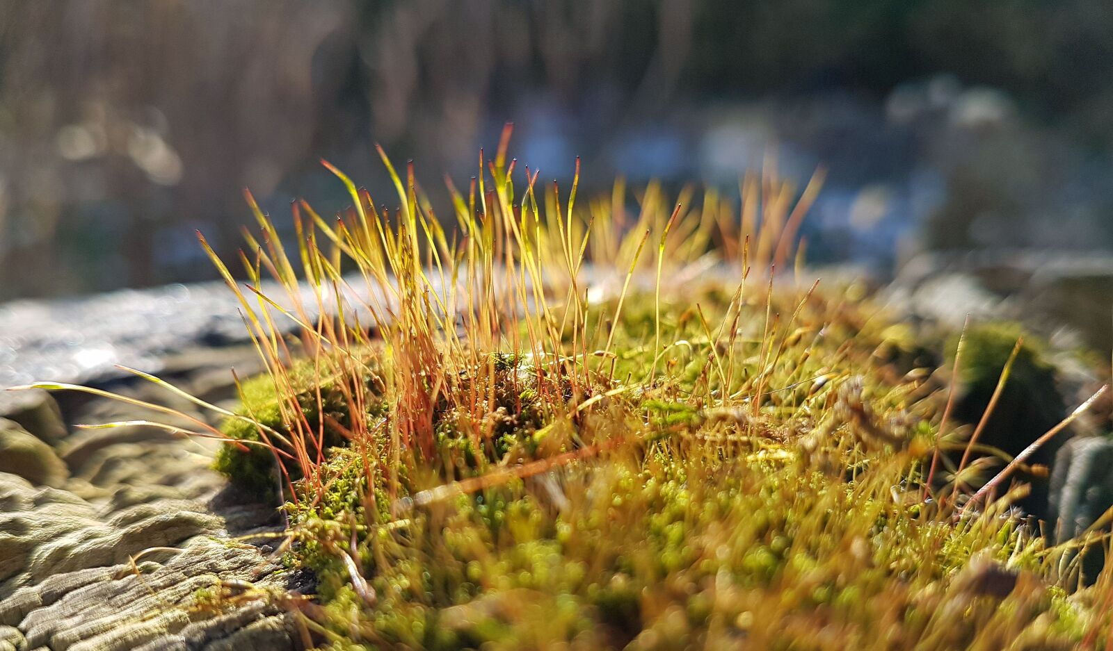 Samsung Galaxy S7 sample photo. Moss, garden, nature photography