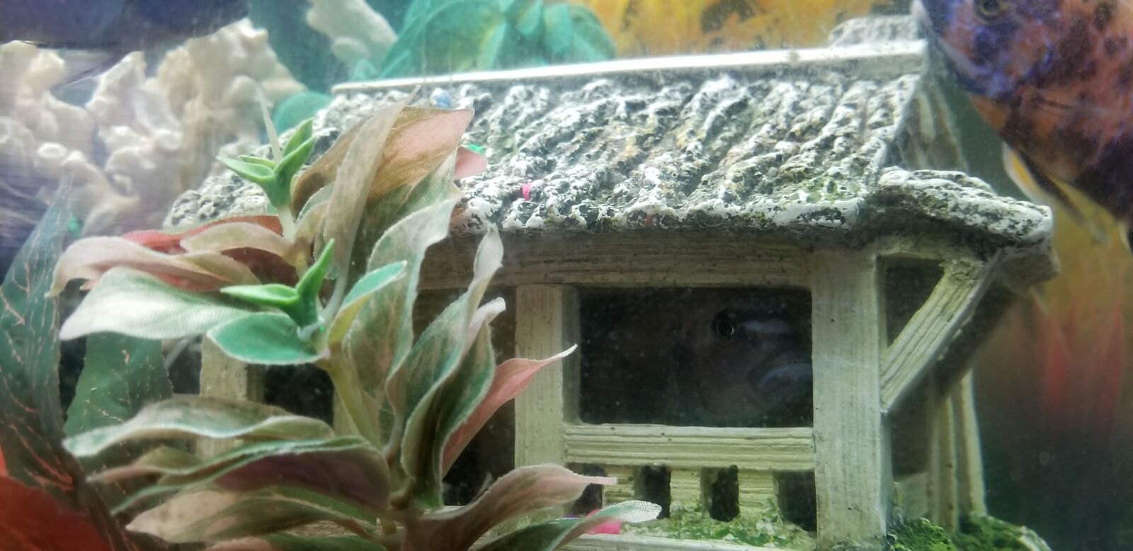 Samsung Galaxy S8 sample photo. Fish, africancichlids, aquarium photography