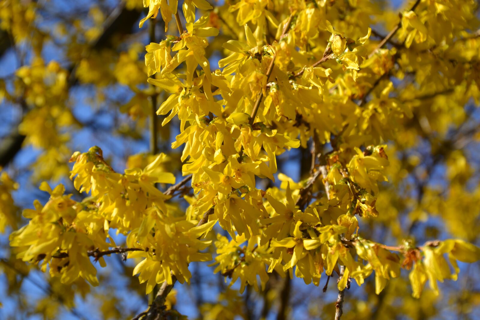 Nikon D3100 sample photo. Forsythia, flowers, spring photography